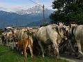 verso Viso